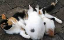  Katzensäugen &copy; Kilian Tribbeck Redaktionsservice SEO Text Translation Munich Übersetzungsservice Englisch München